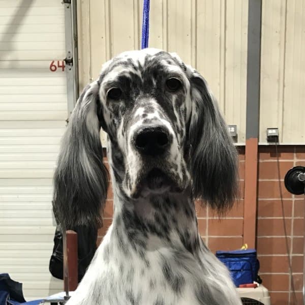 Head photo of an English Setter.