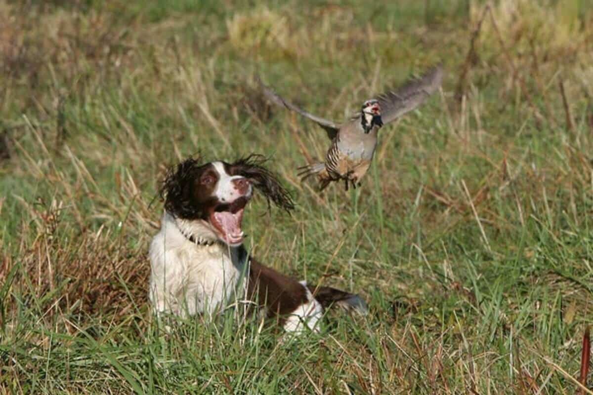 English Springer Spaniel