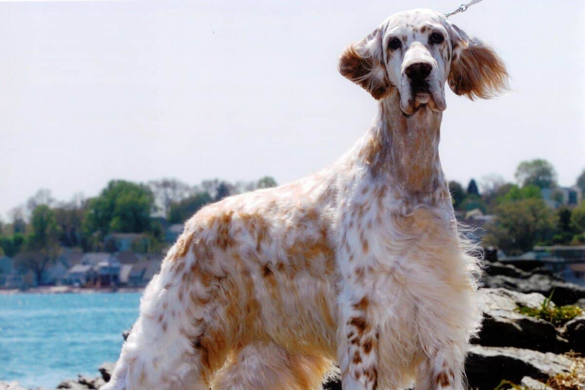 English Setter