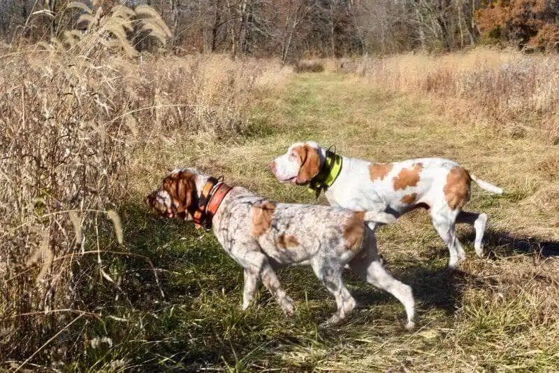 Bracco Italiano