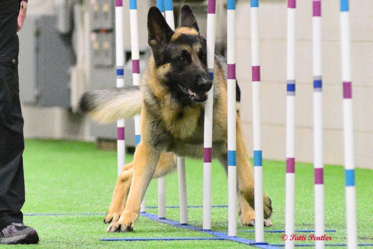 German Shepherd Dog