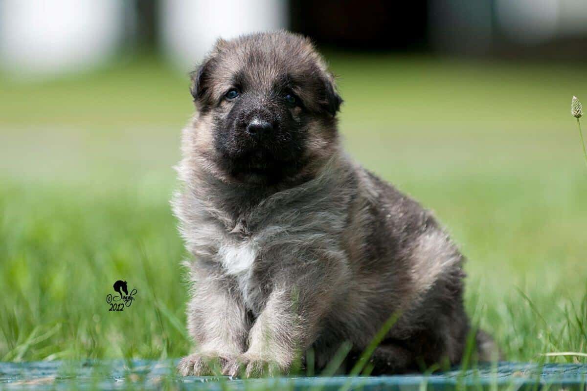German Shepherd Dog