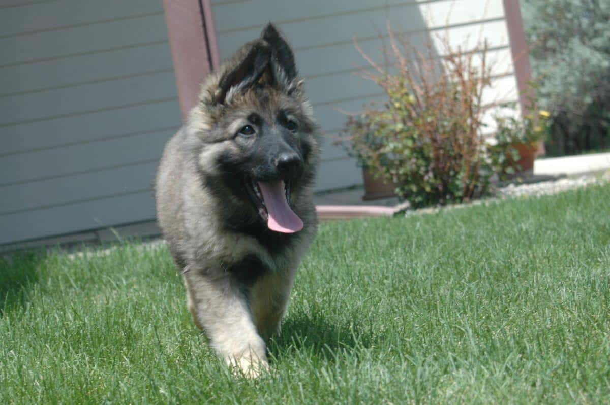 German Shepherd Dog