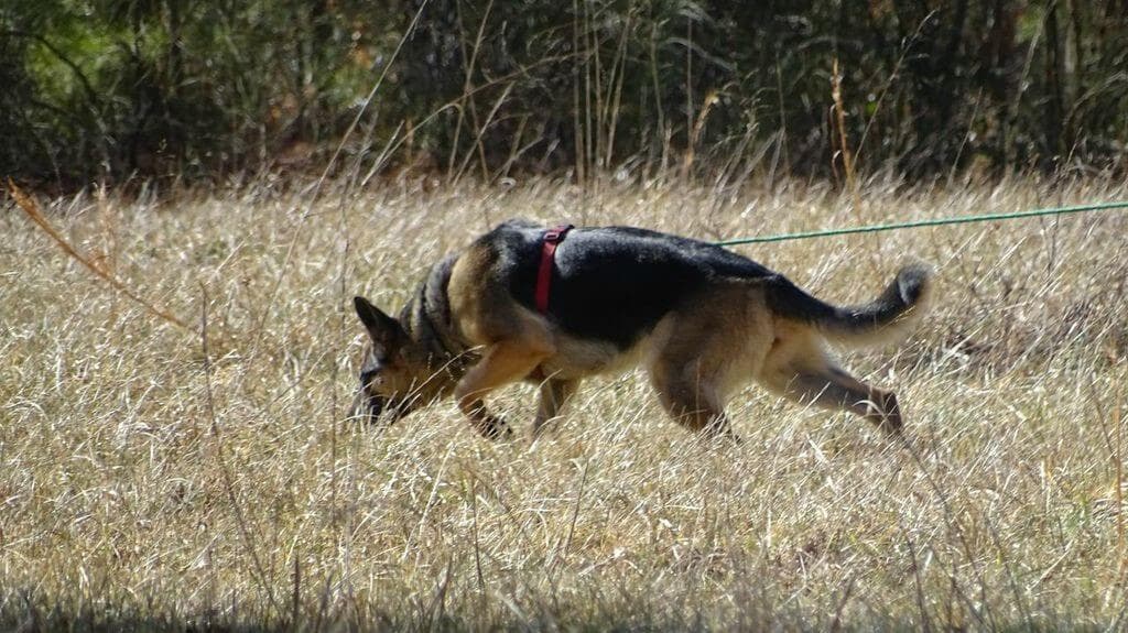 German Shepherd Dog