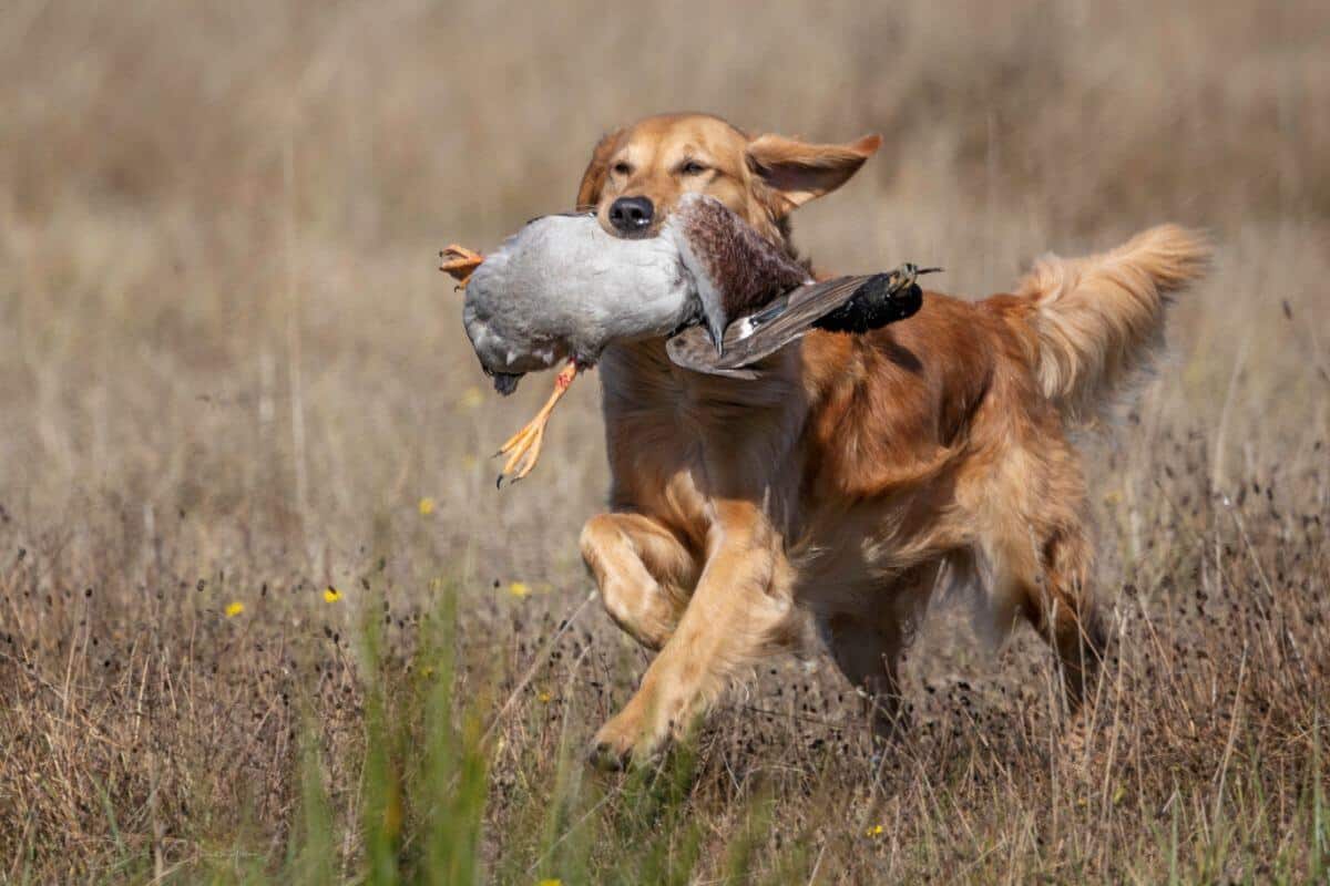 Golden Retriever