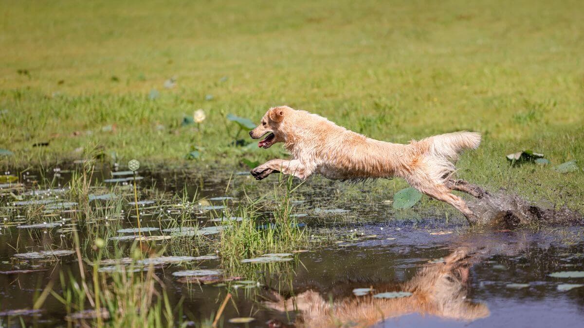 Golden Retriever