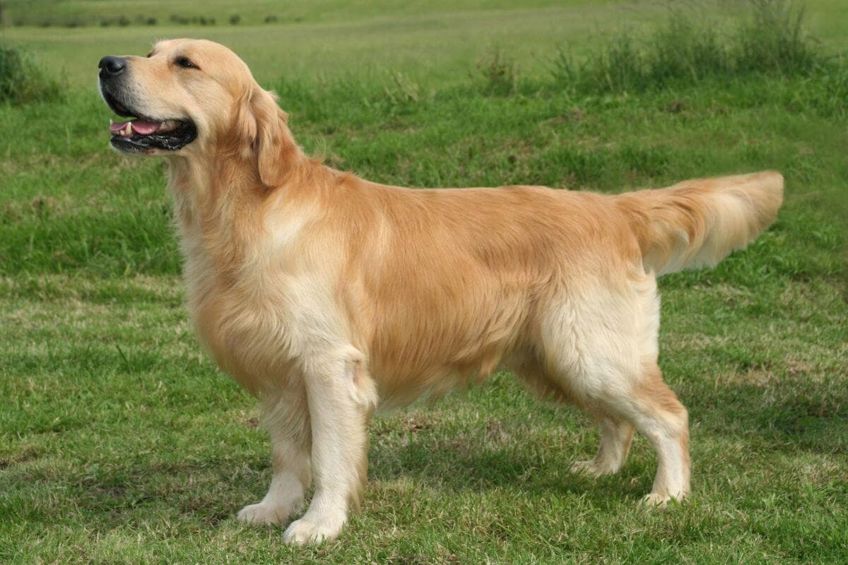 Golden Retriever
