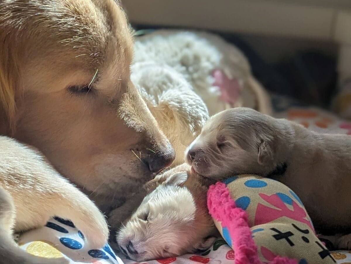 Golden Retriever