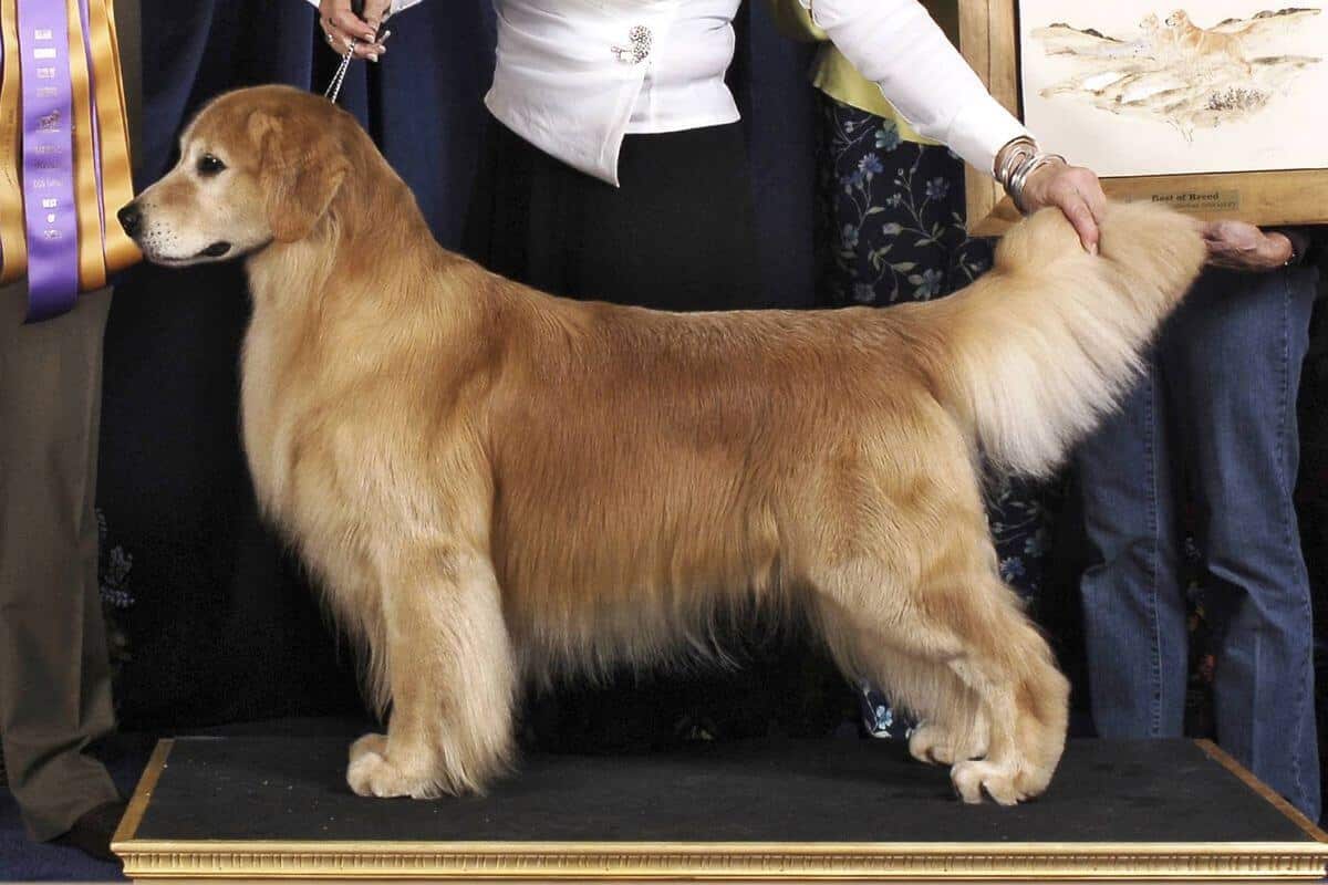 Golden Retriever
