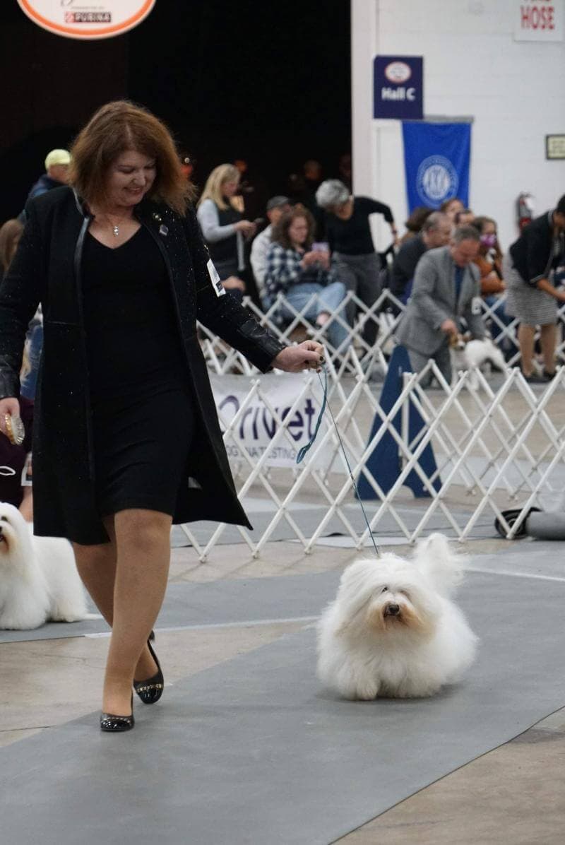 A woman walks a dog at a dog show.