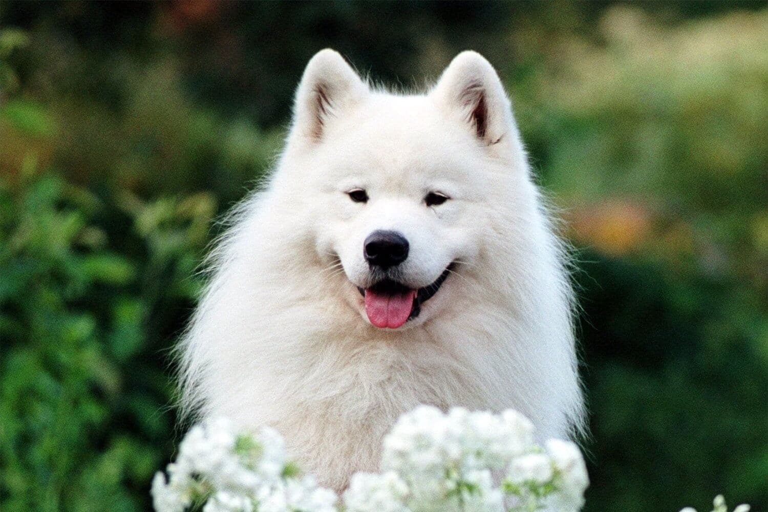 Samoyed