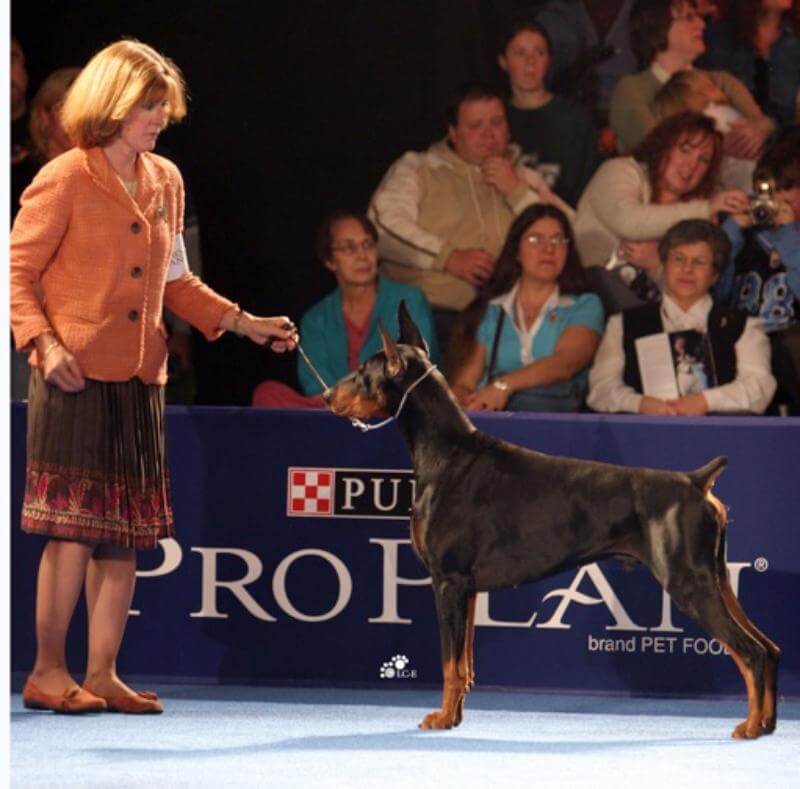 Linda C. Krukar at the dog show with a Doberman Pinscher.