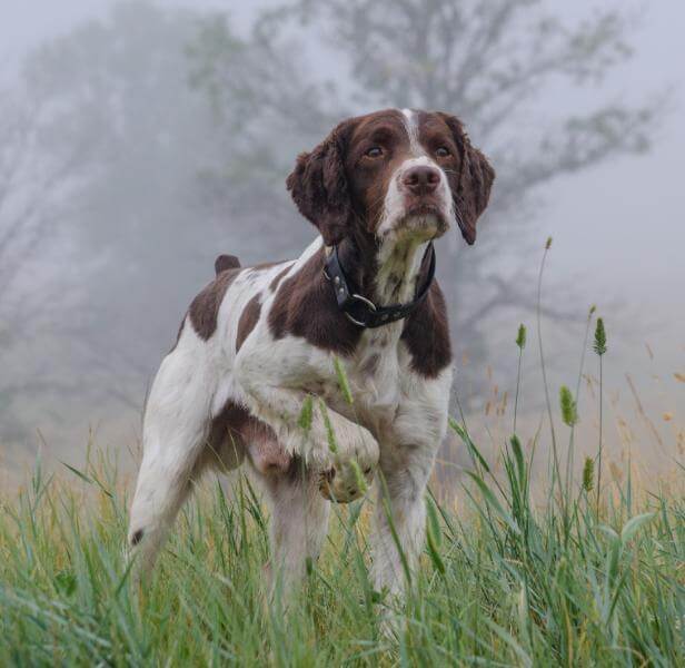 Brittany walking in the grass.