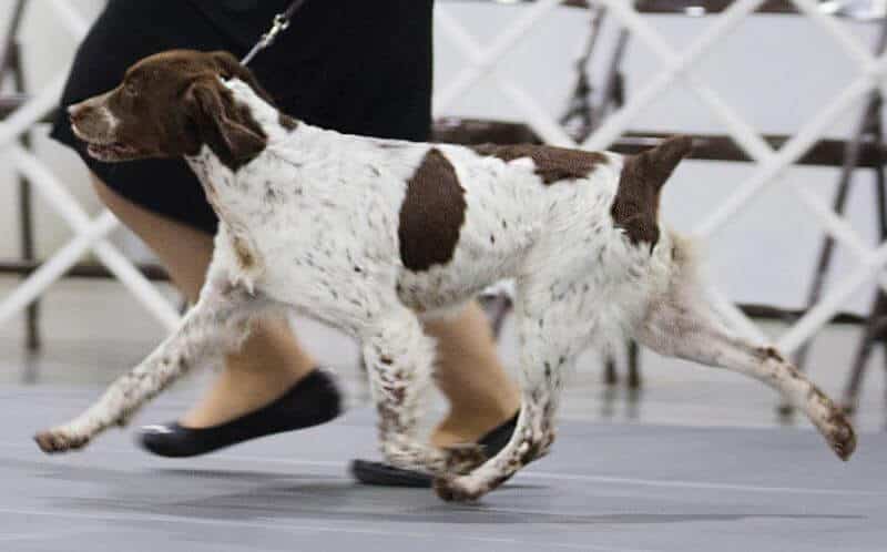 Brittany at a dog show.