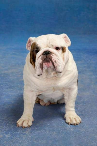 Bulldog