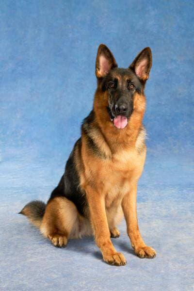 German Shepherd