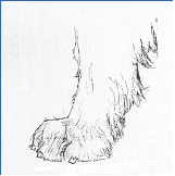 A photo of Otterhound's paw.
