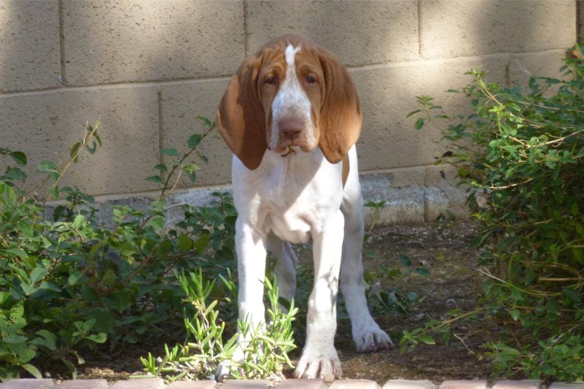 Bracco Italiano