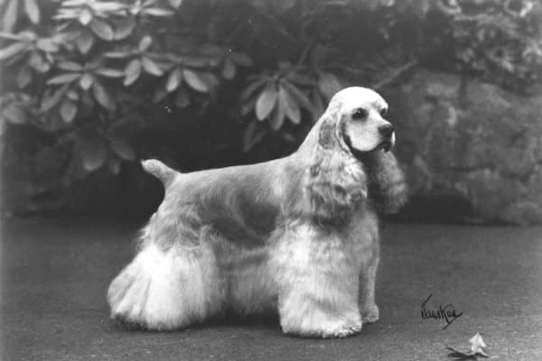 Cocker Spaniel