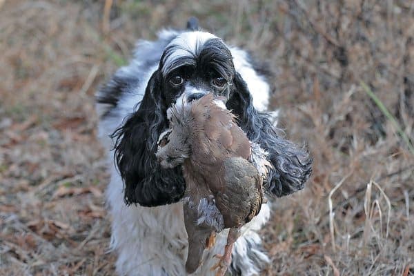 Cocker Spaniel