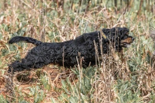 Cocker Spaniel