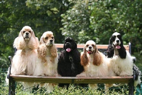 Cocker Spaniel