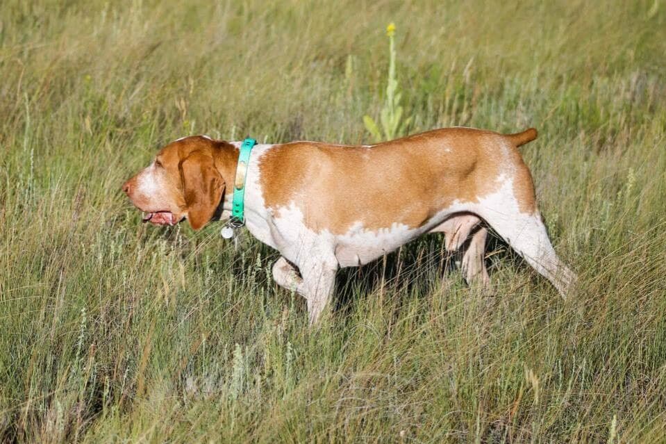 Bracco Italiano