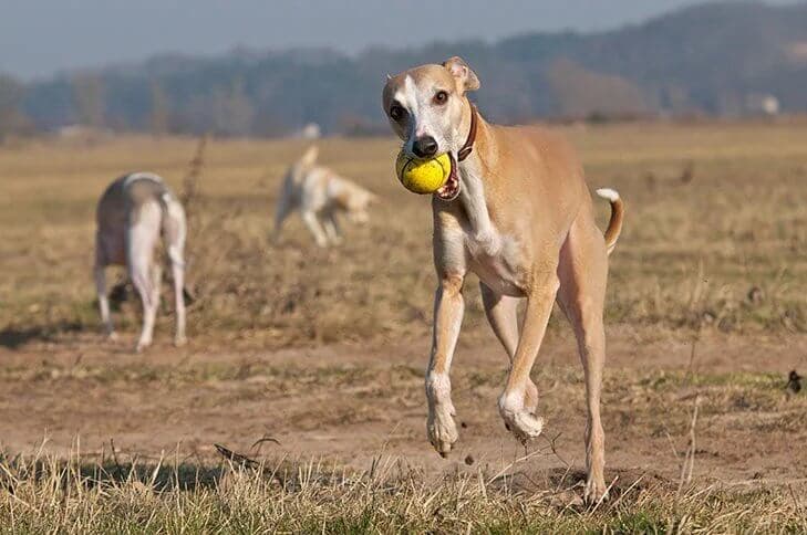 Whippet