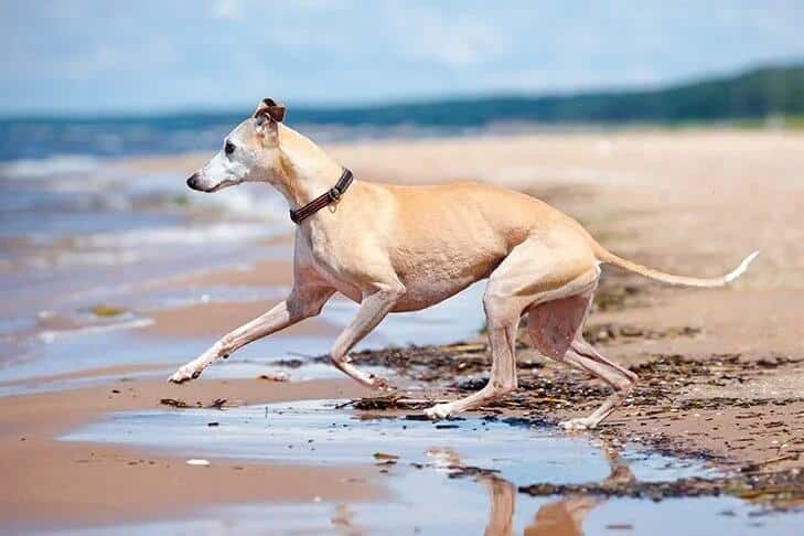 Whippet