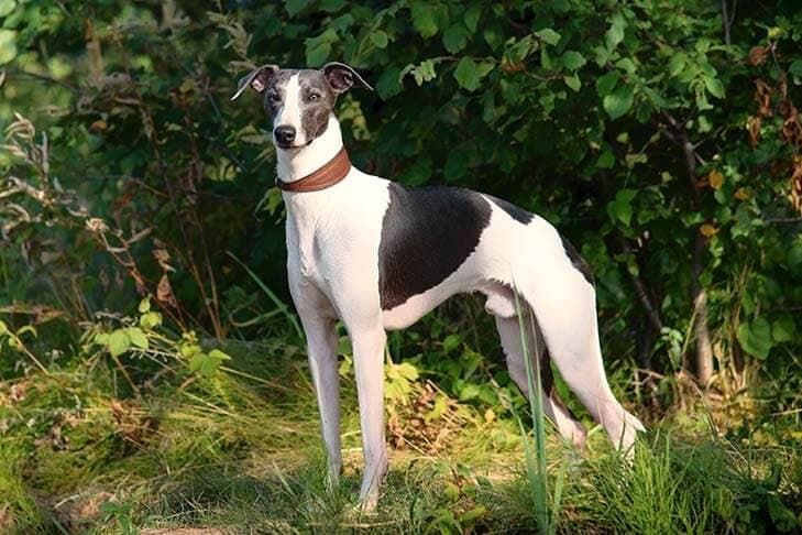 Whippet