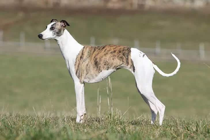 Whippet