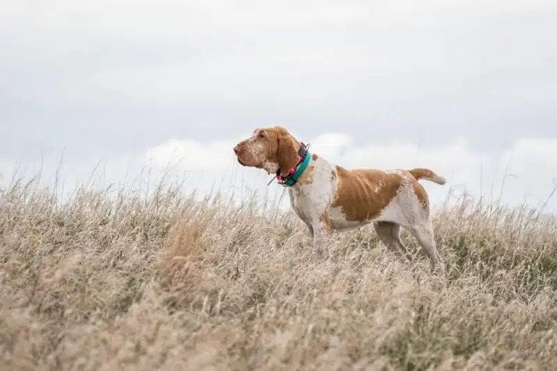 Bracco Italiano