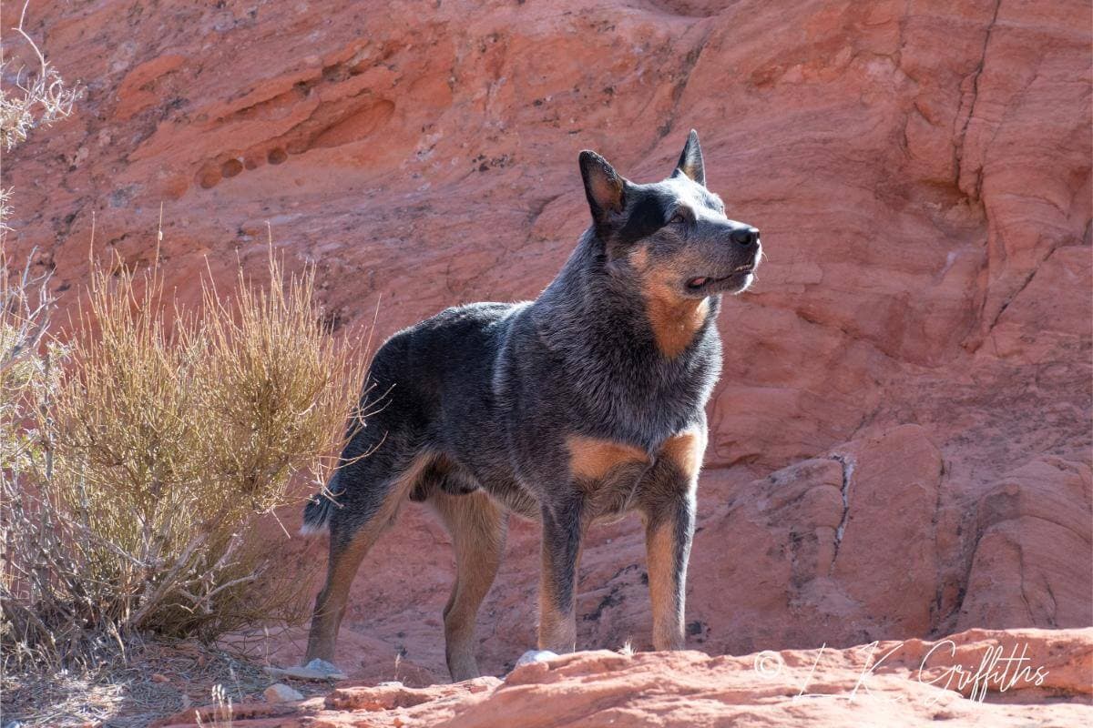 Australian Cattle Dog
