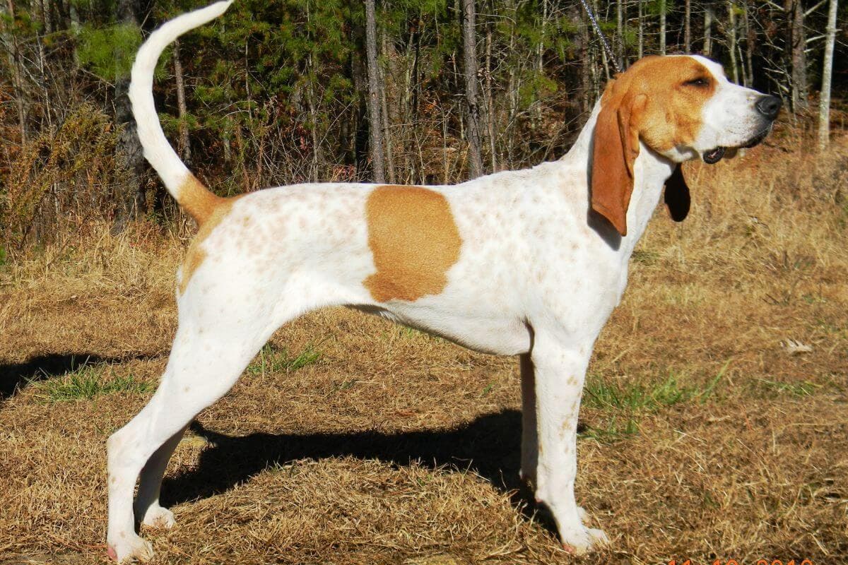 American English Coonhound