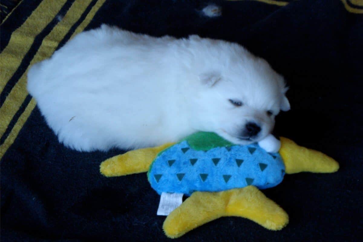 American Eskimo Dog