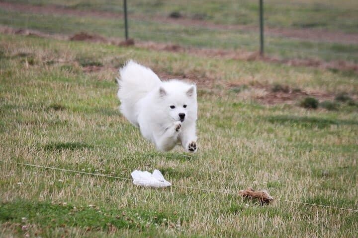American Eskimo Dog