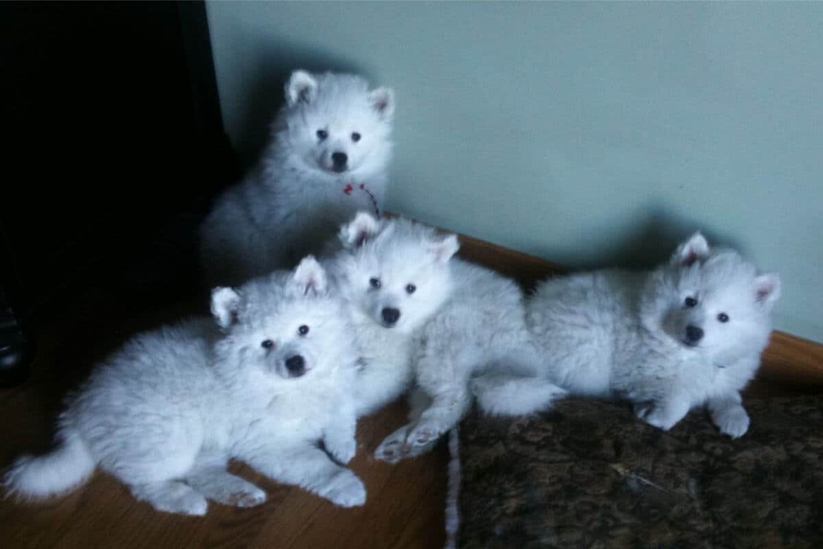 American Eskimo Dog