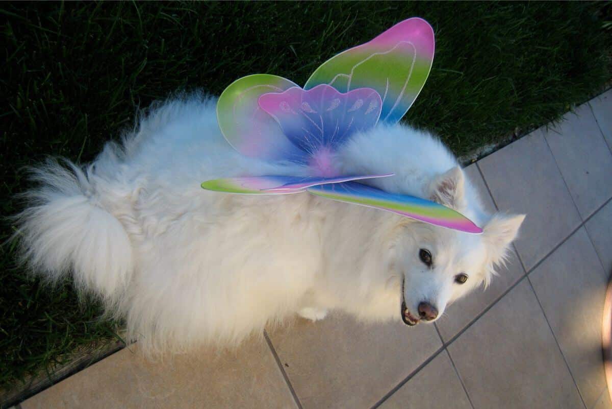 American Eskimo Dog