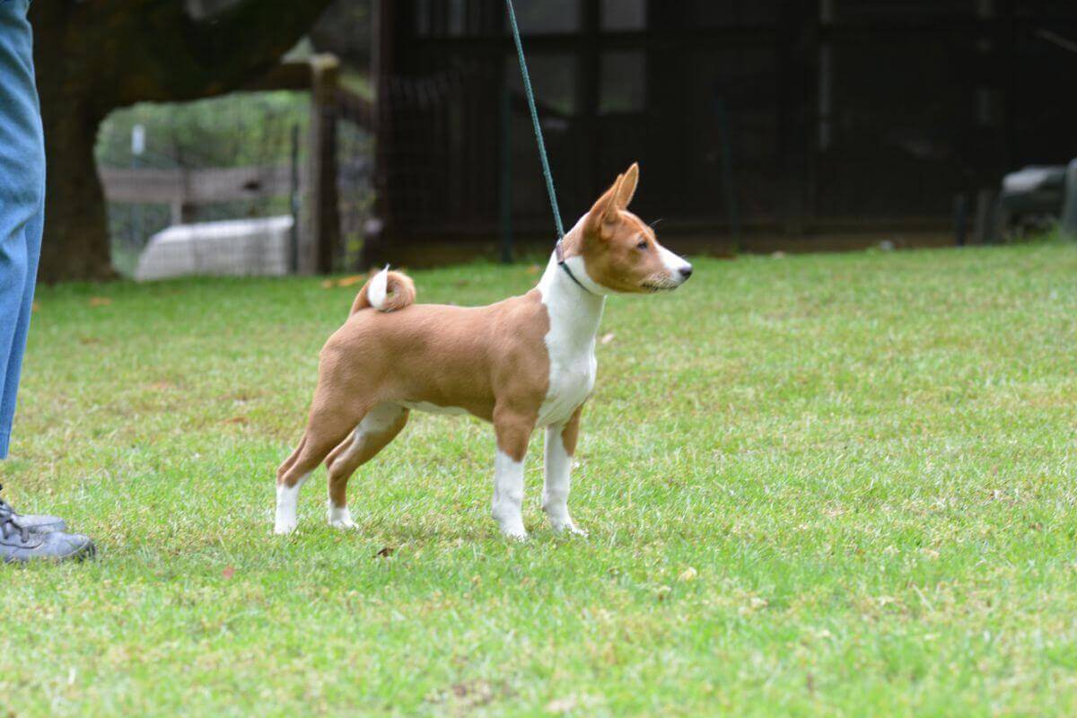Basenji