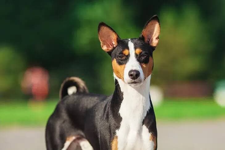 Basenji
