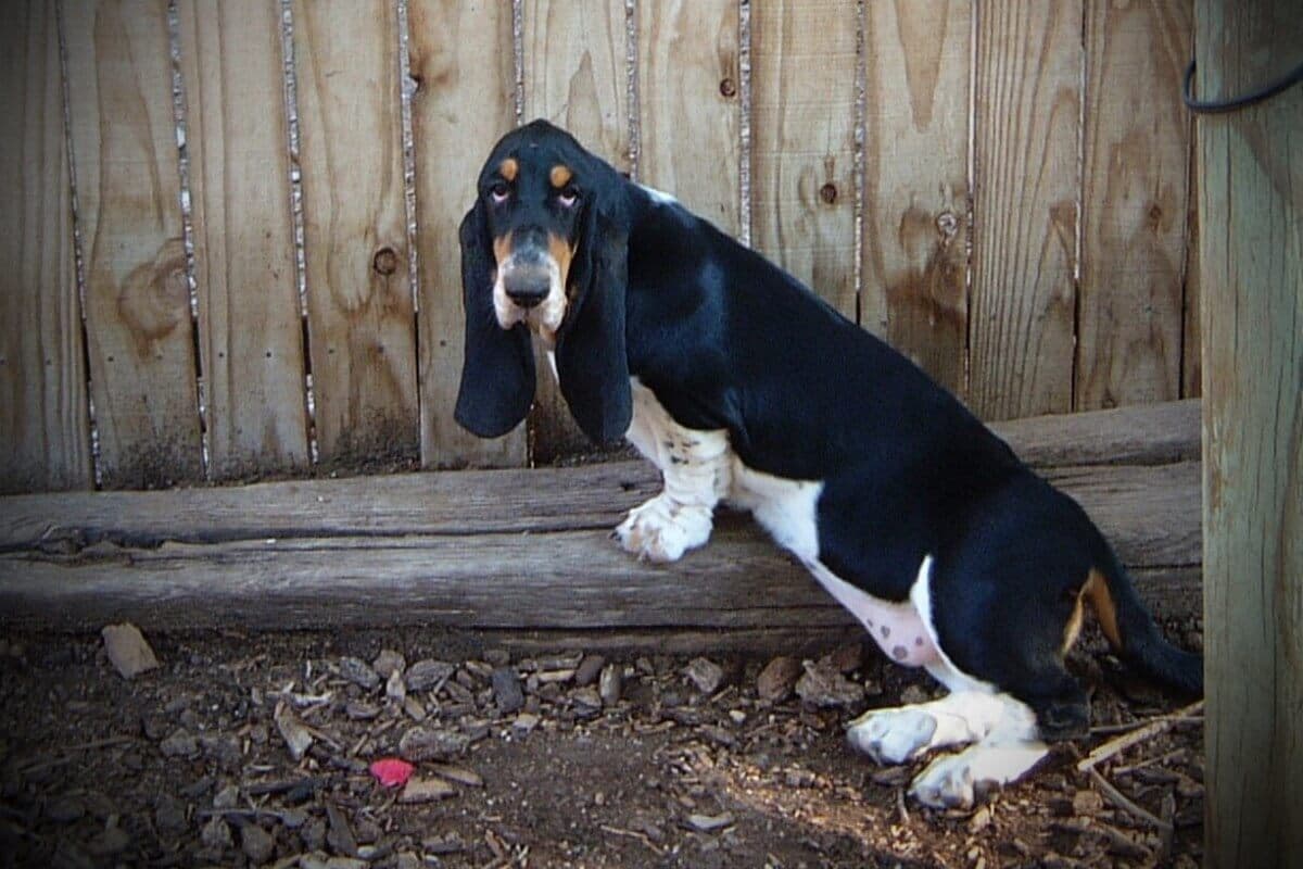 Basset Hound