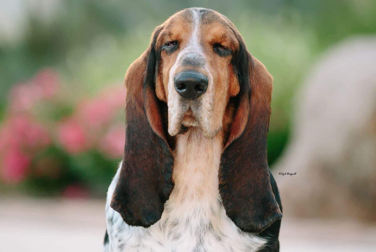 Basset Hound