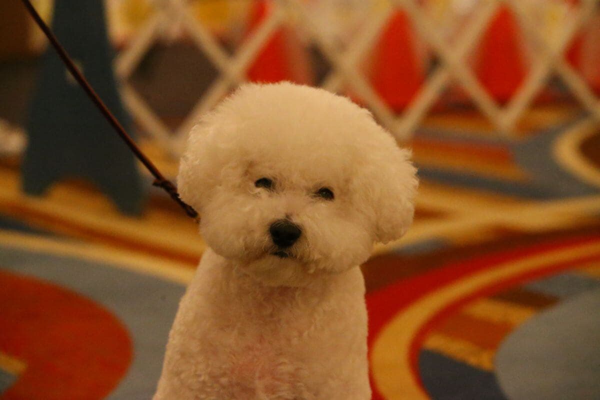 Bichon Frise