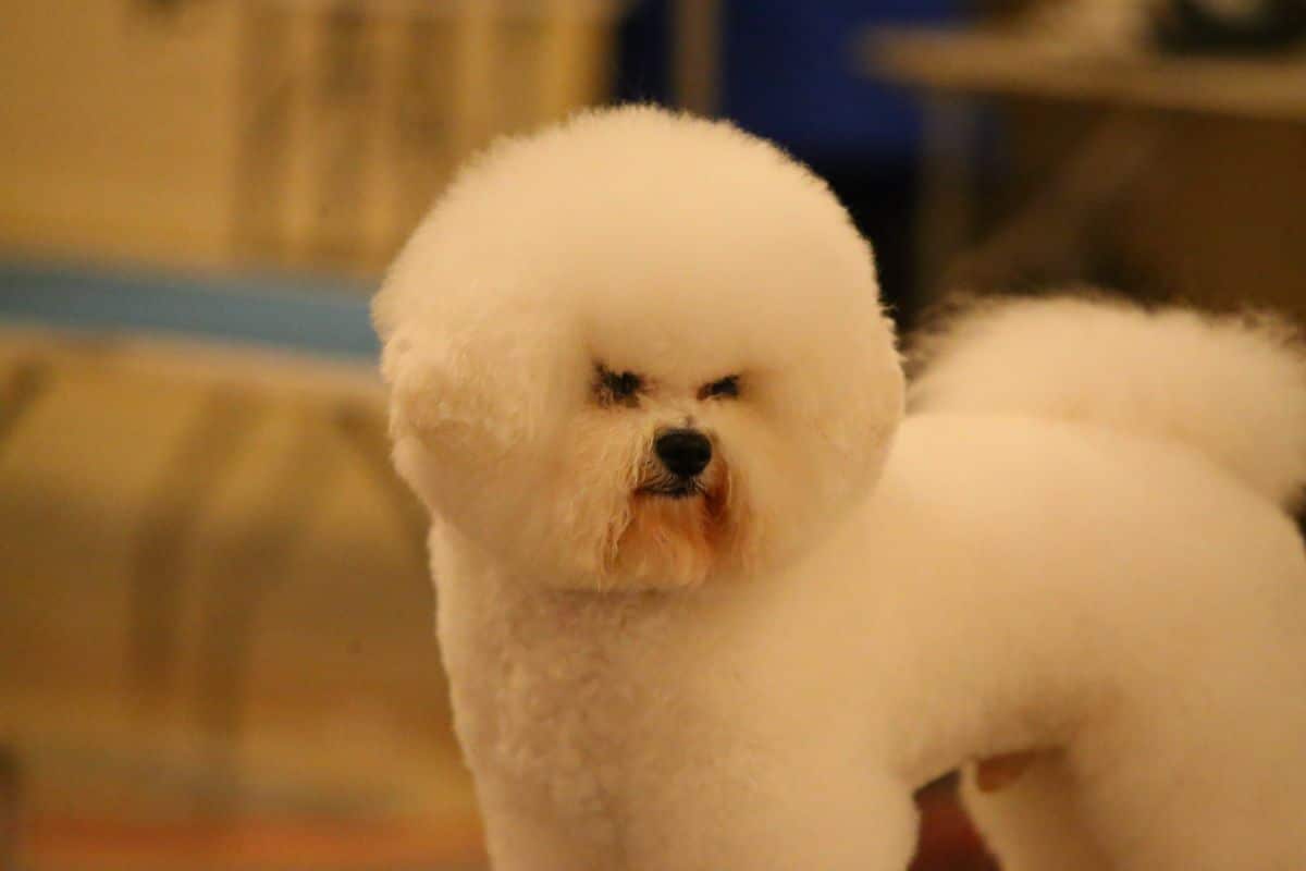 Bichon Frise