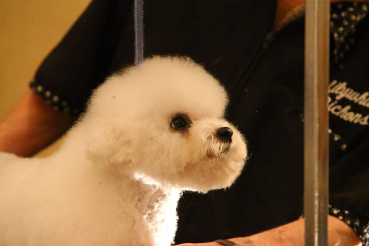 Bichon Frise