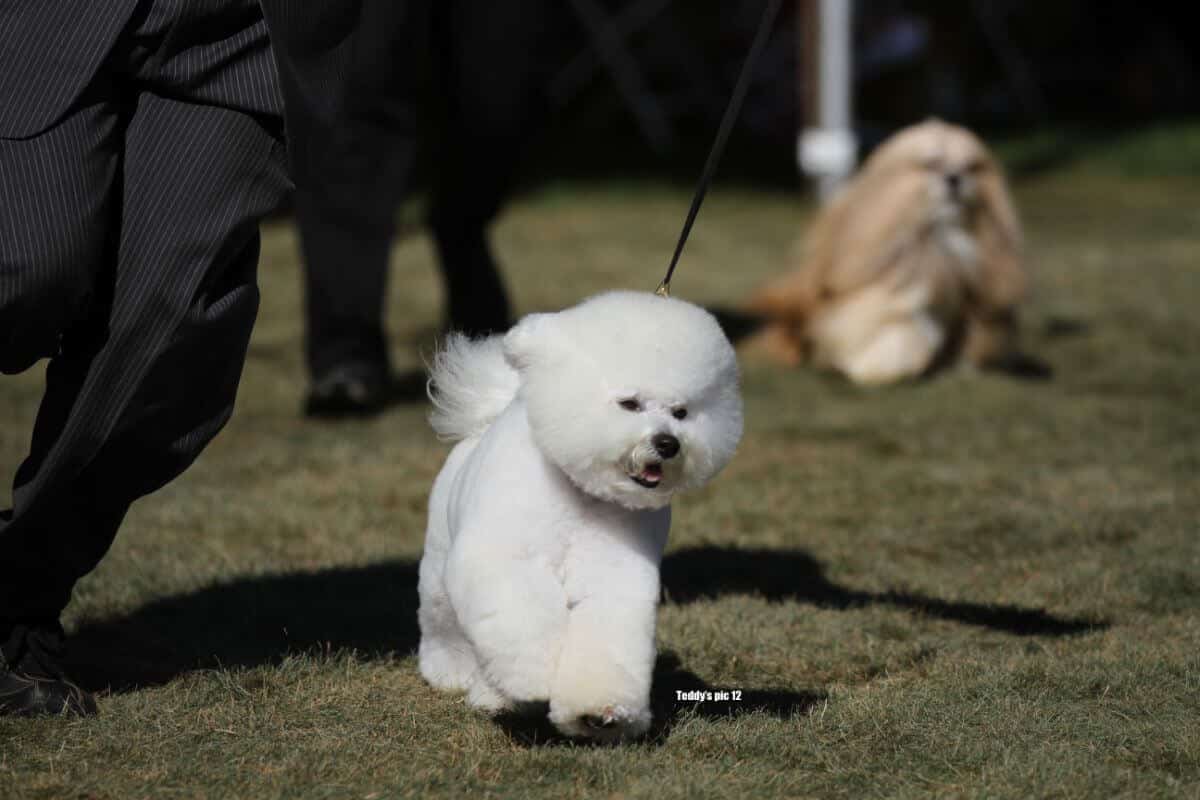 Bichon Frise