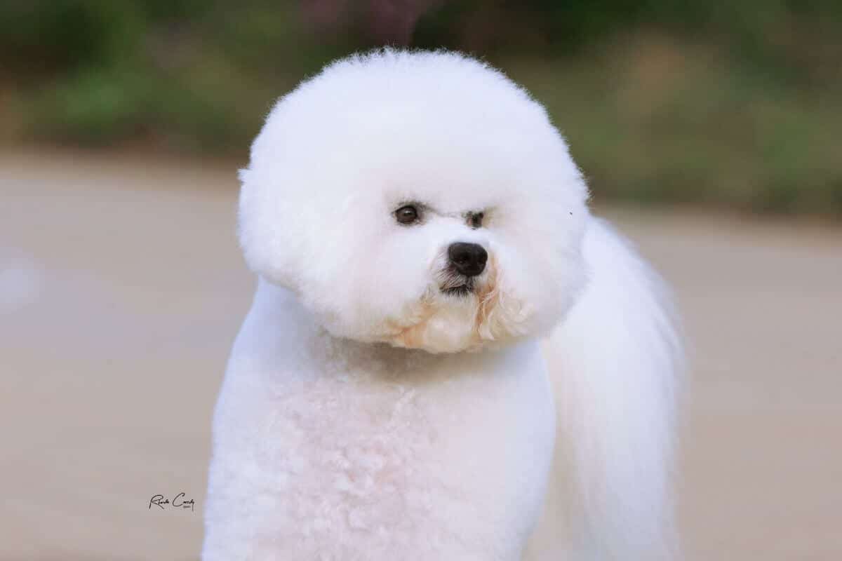 Bichon Frise