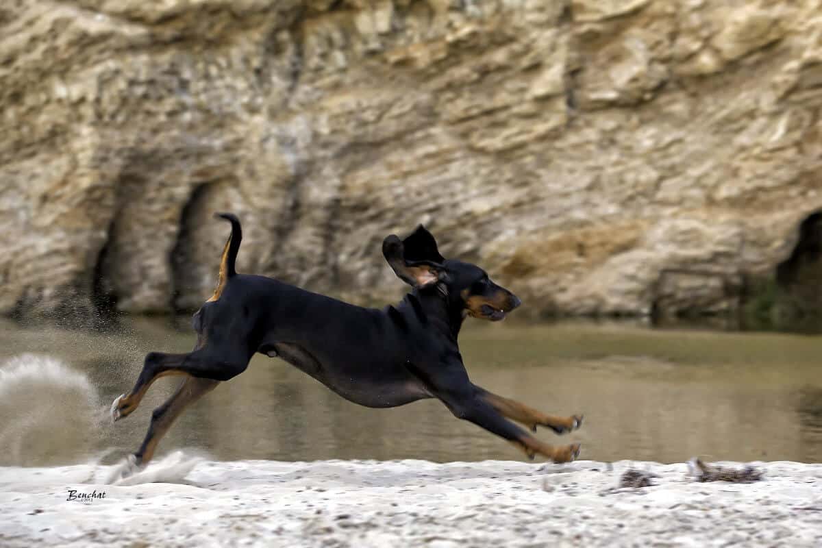Black and Tan Coonhound