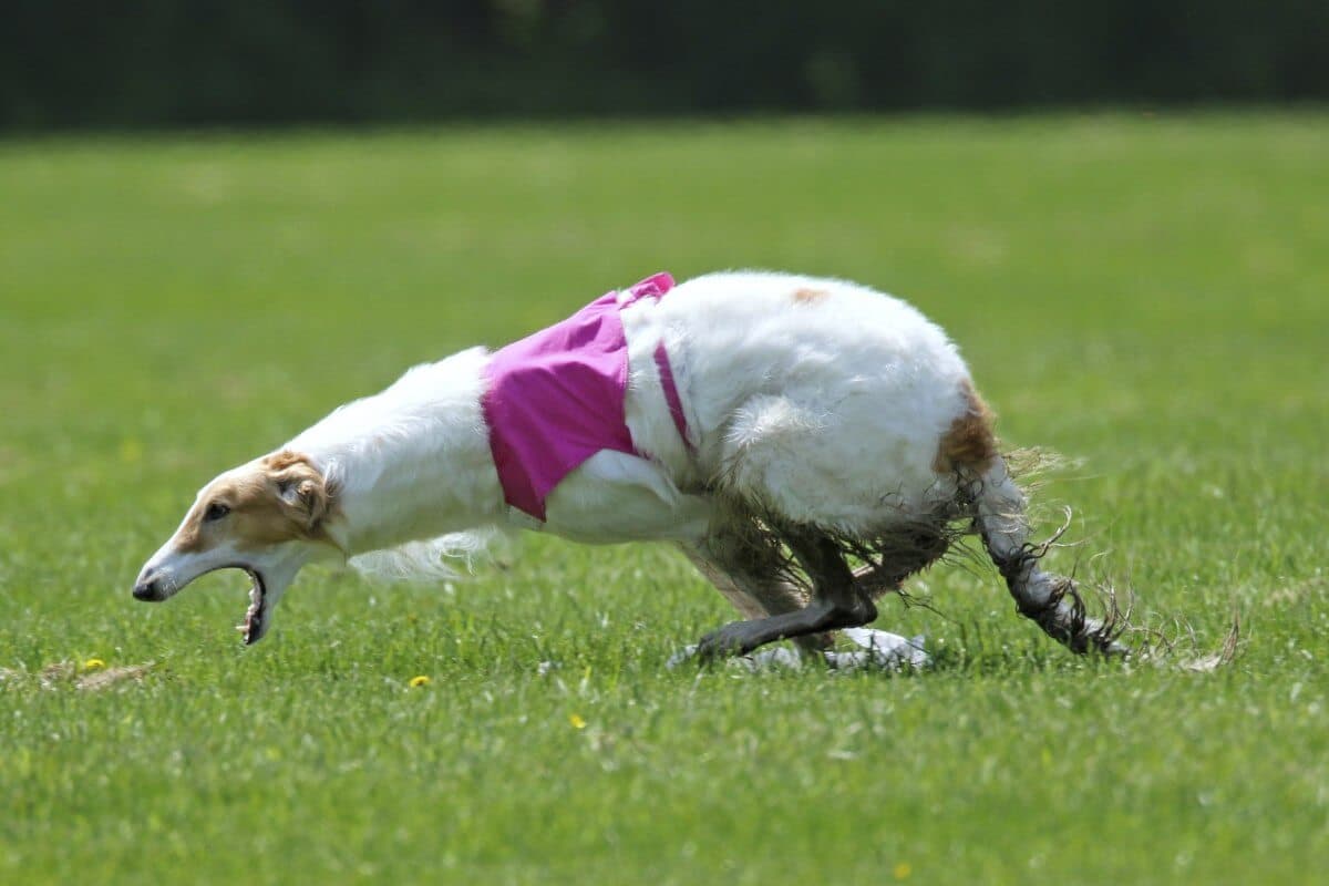 Borzoi