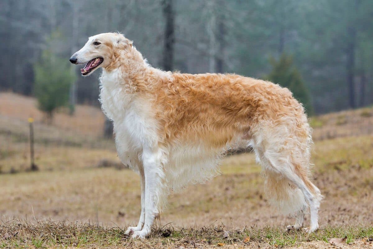 Borzoi